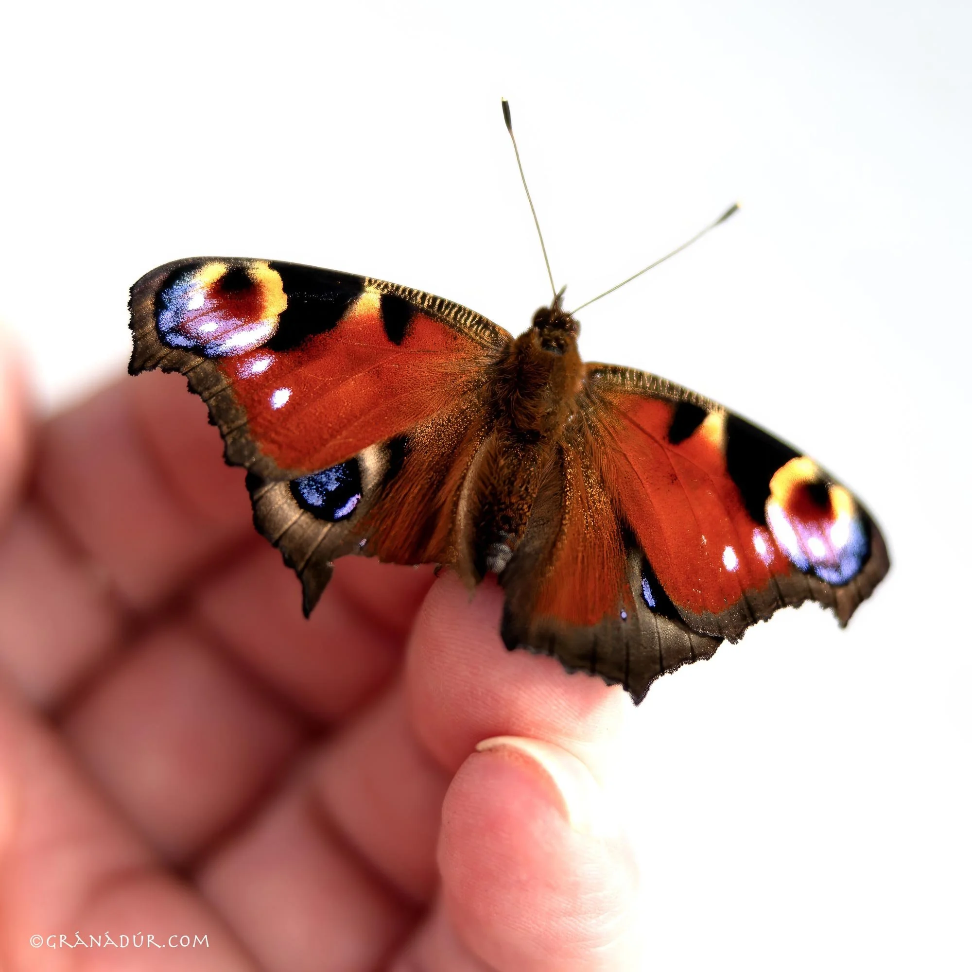 Peacock Butterfly