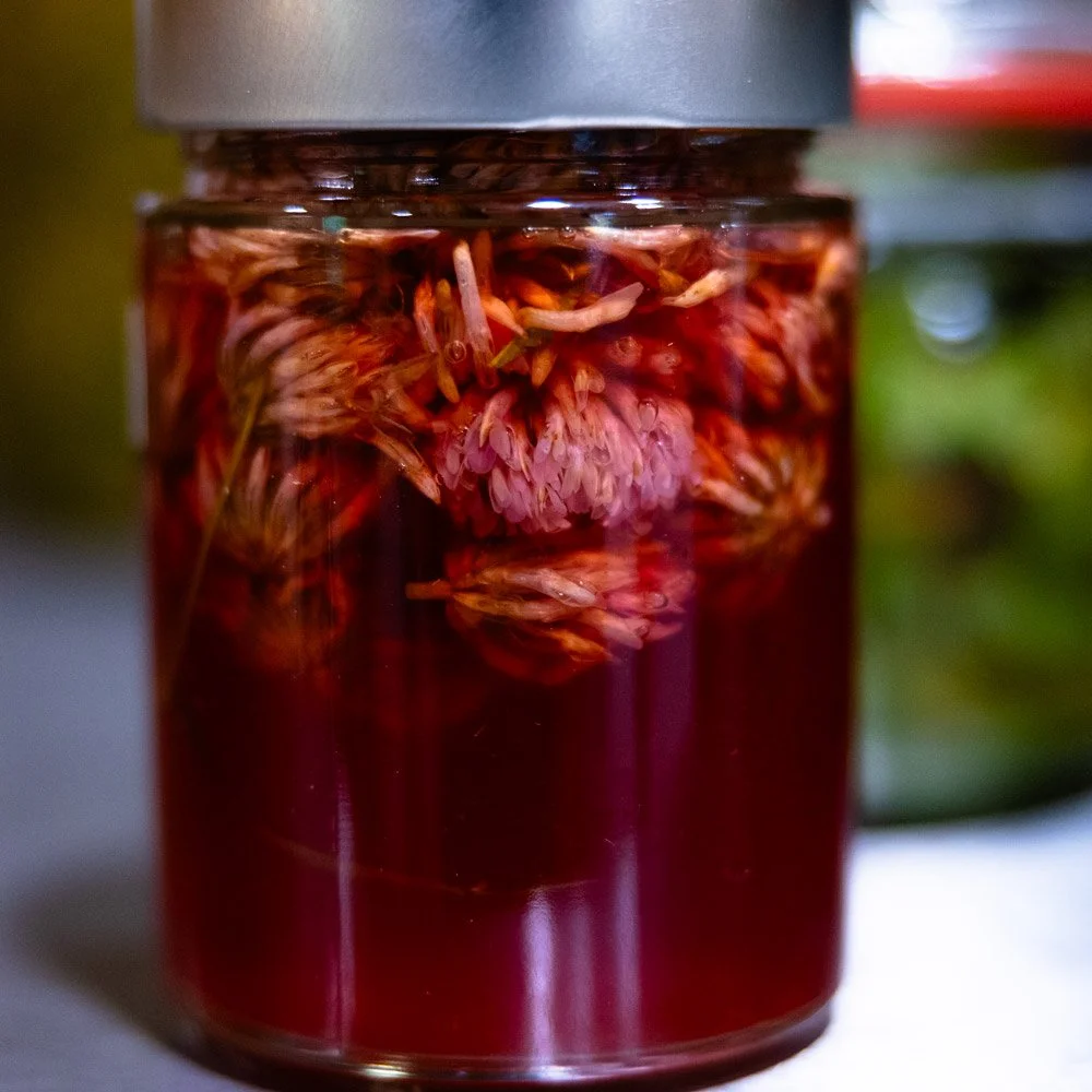 Red clover flower tincture