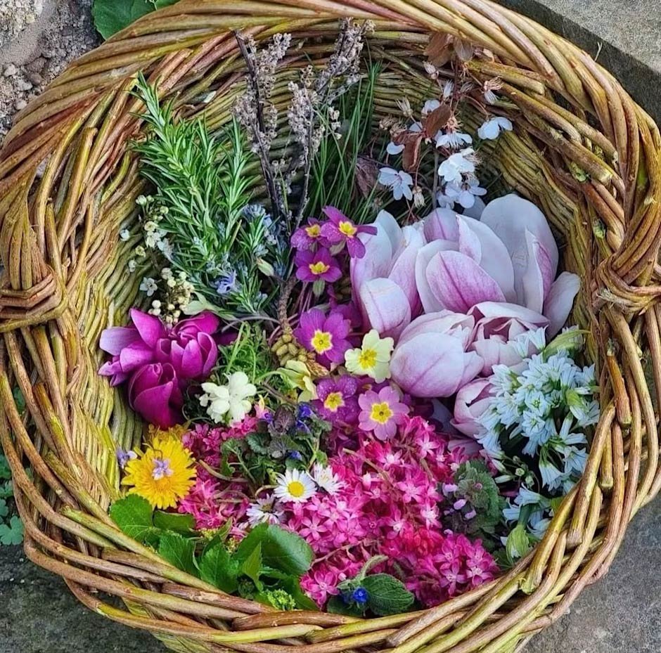 A Scottish Summer's Wild Food & Medicine For All!