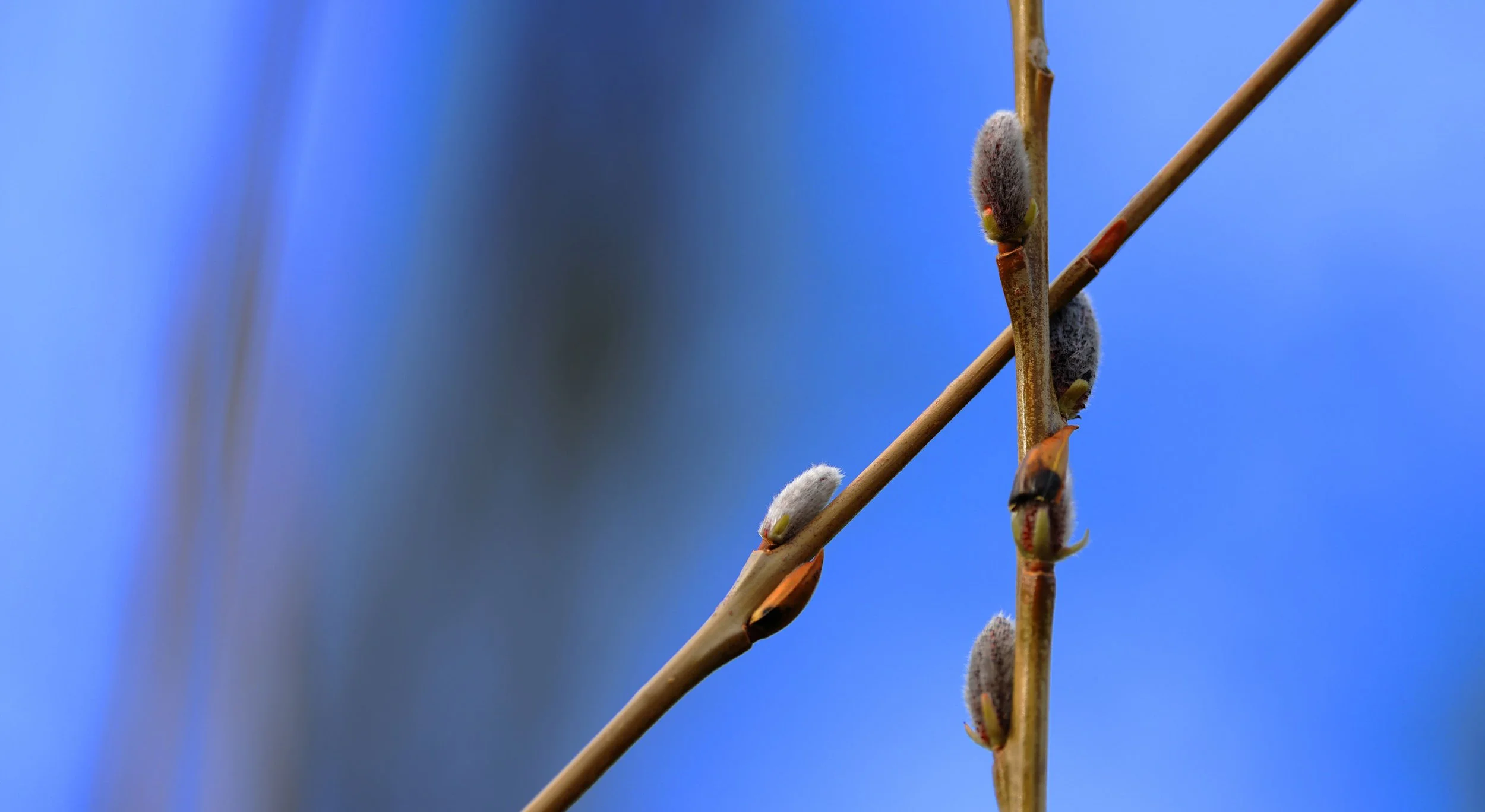 Learn to Make Your Own Willow Structure