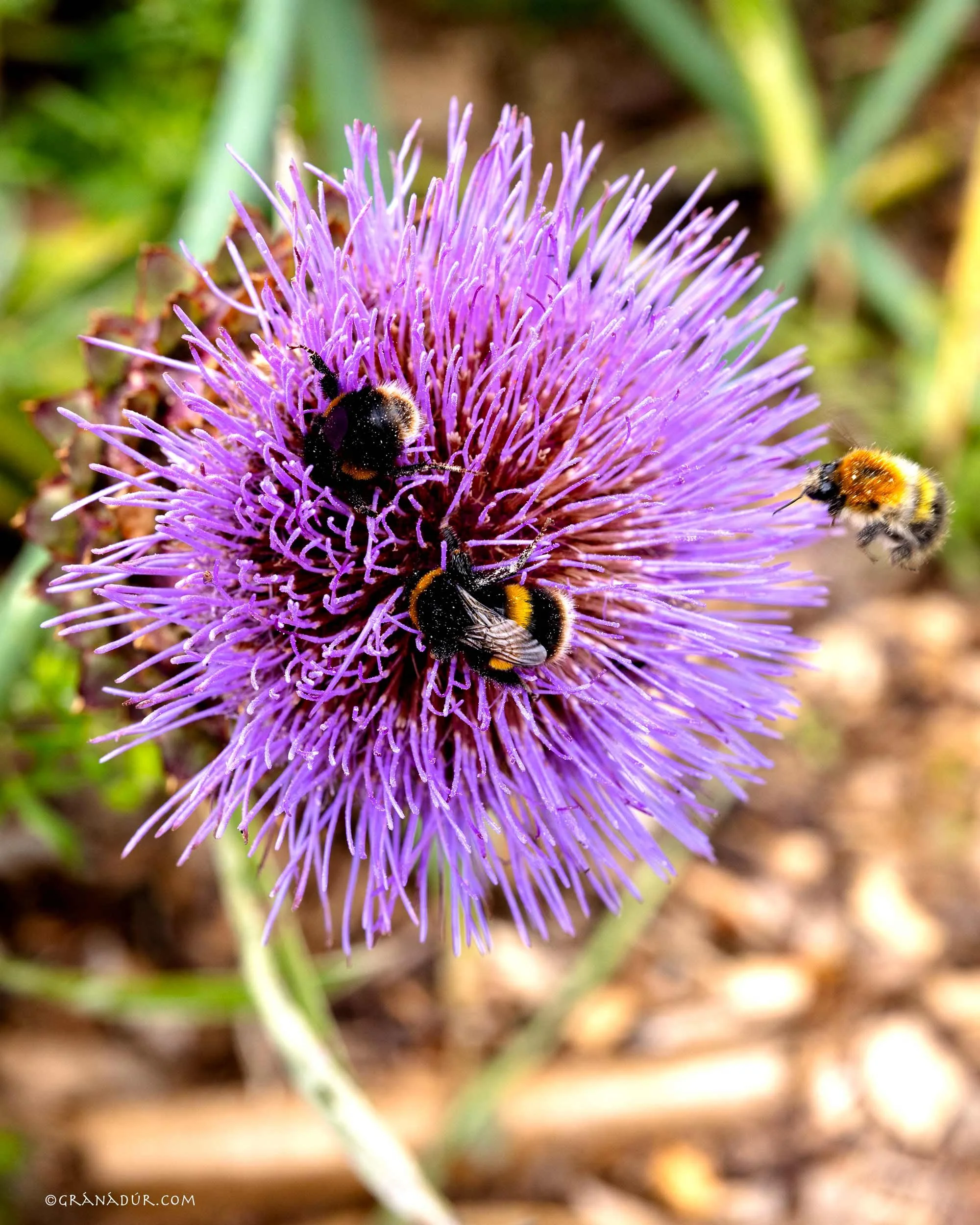 Cardoon flower with Bumble bees