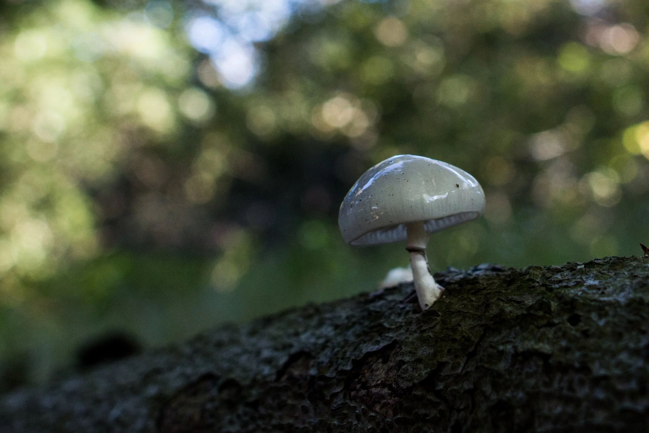 Highlighting Fungi: Behind the Scenes with Razor