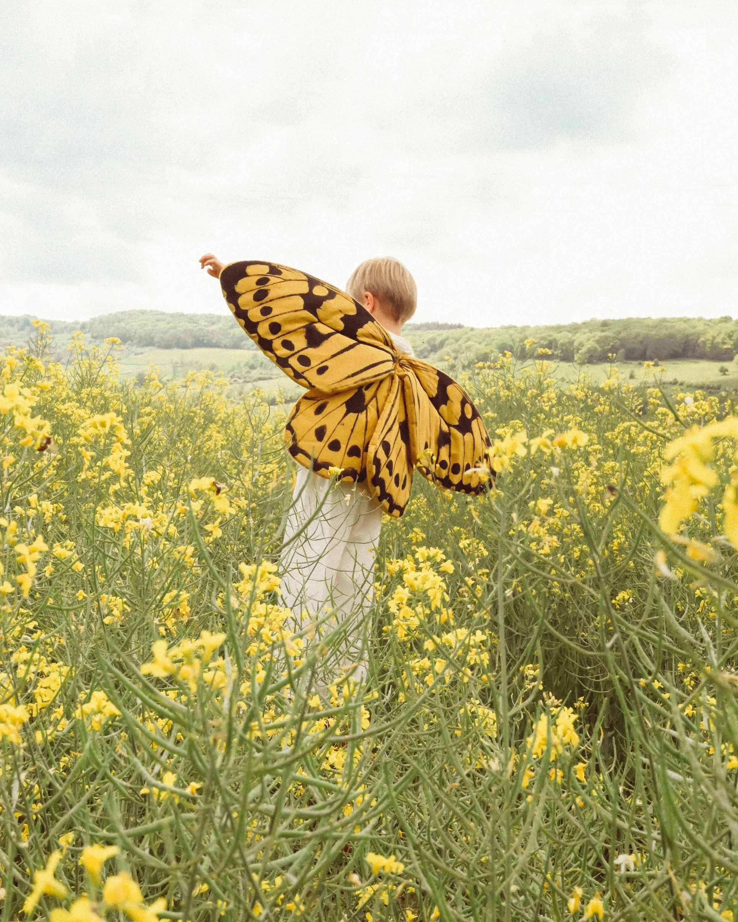 Butterfly Wings, Curry