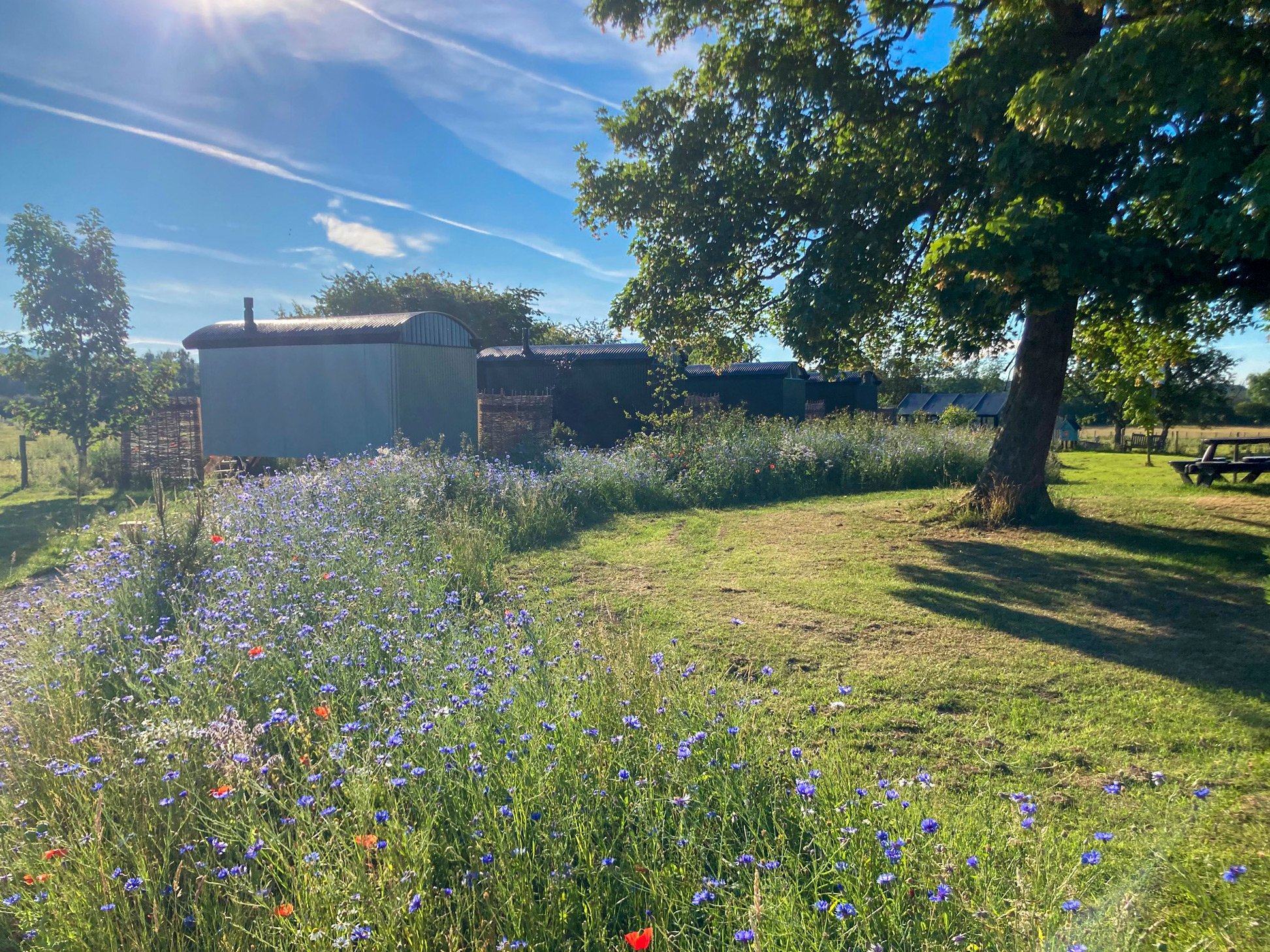Clayfield Farm shepherd's huts in spring with wildflowers