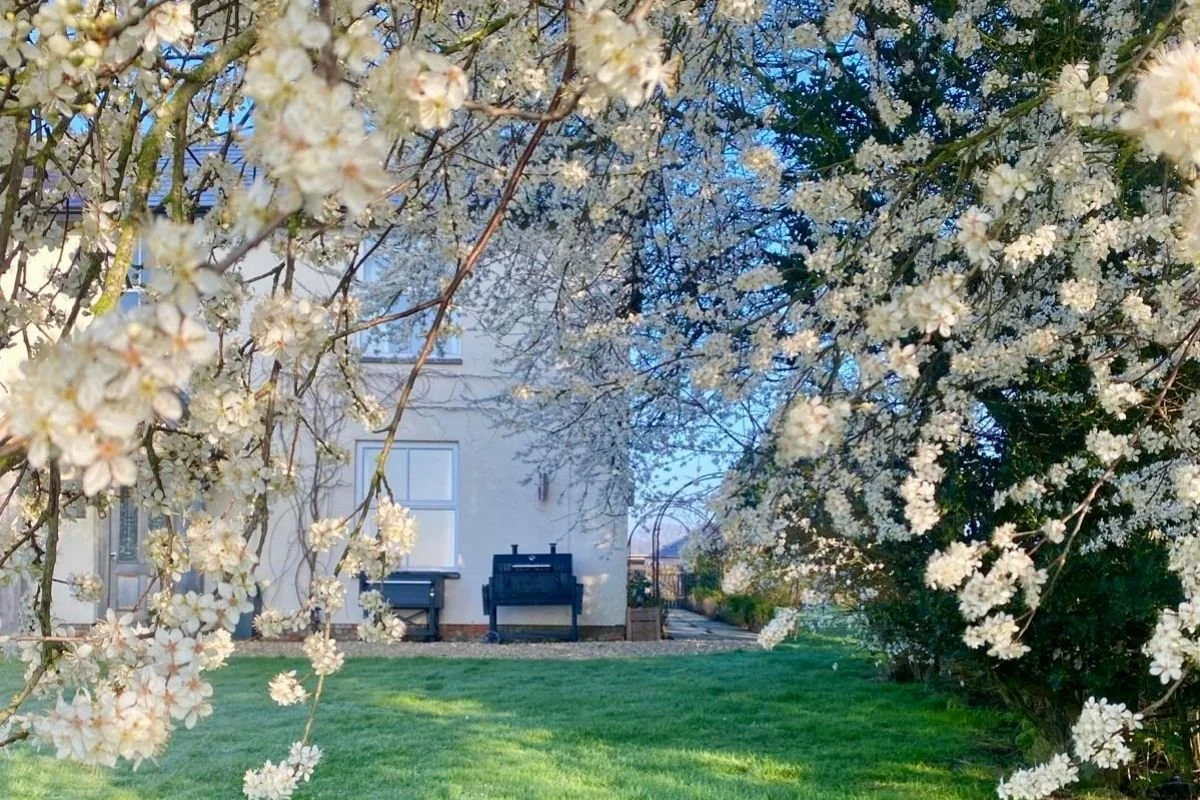 A backyard with blooming white flowering trees, green grass, and a white house in the background.