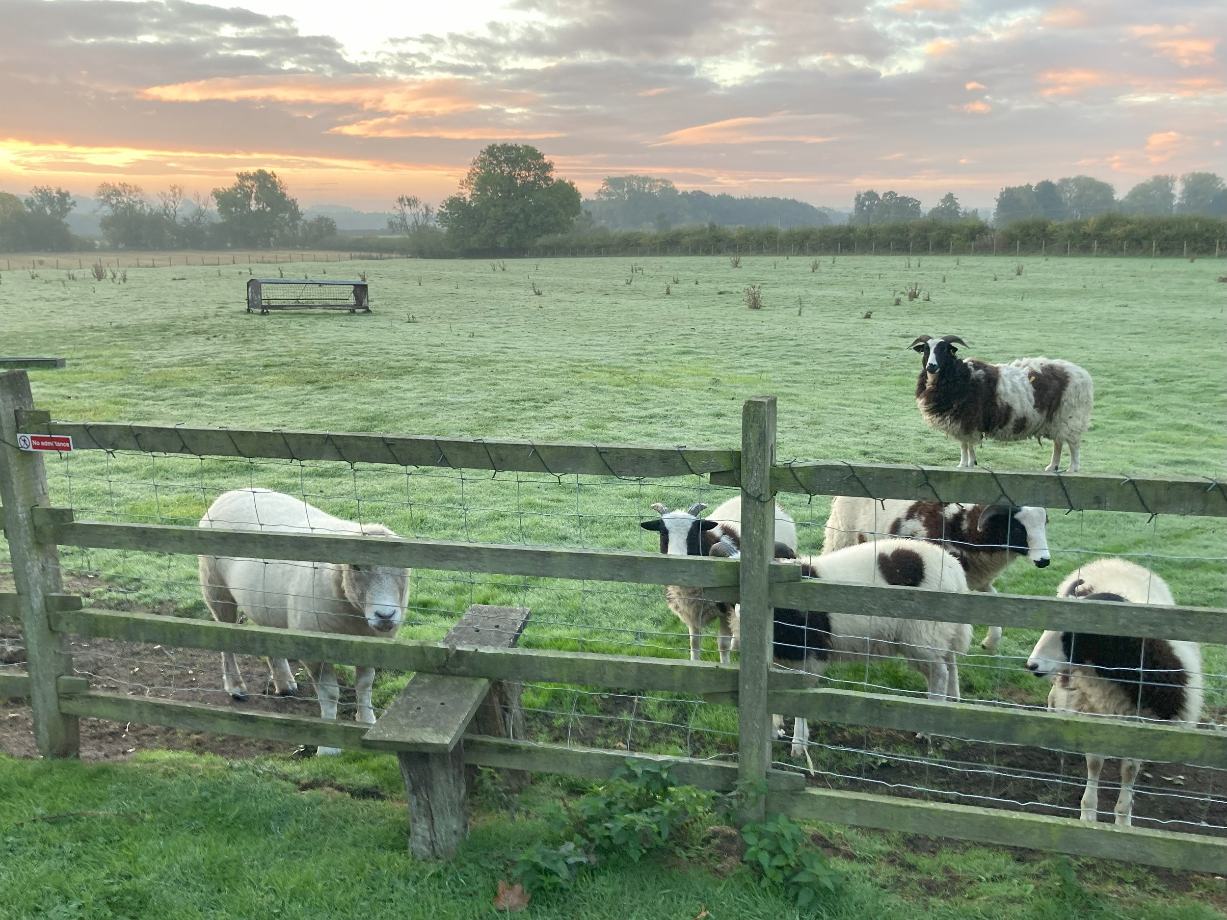 Clayfield Farm neighbouring fields with sheep during sunset