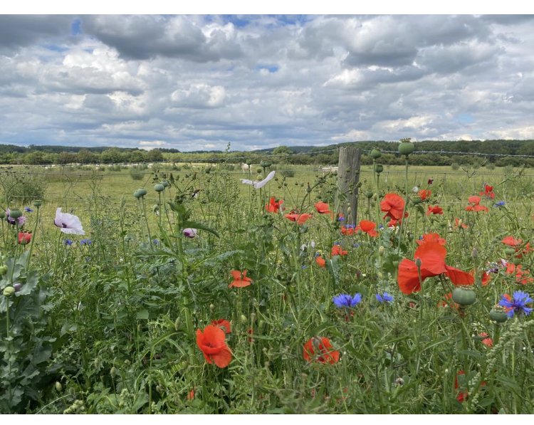 Wildflowers growing around Clayfield Farm shepherd's huts