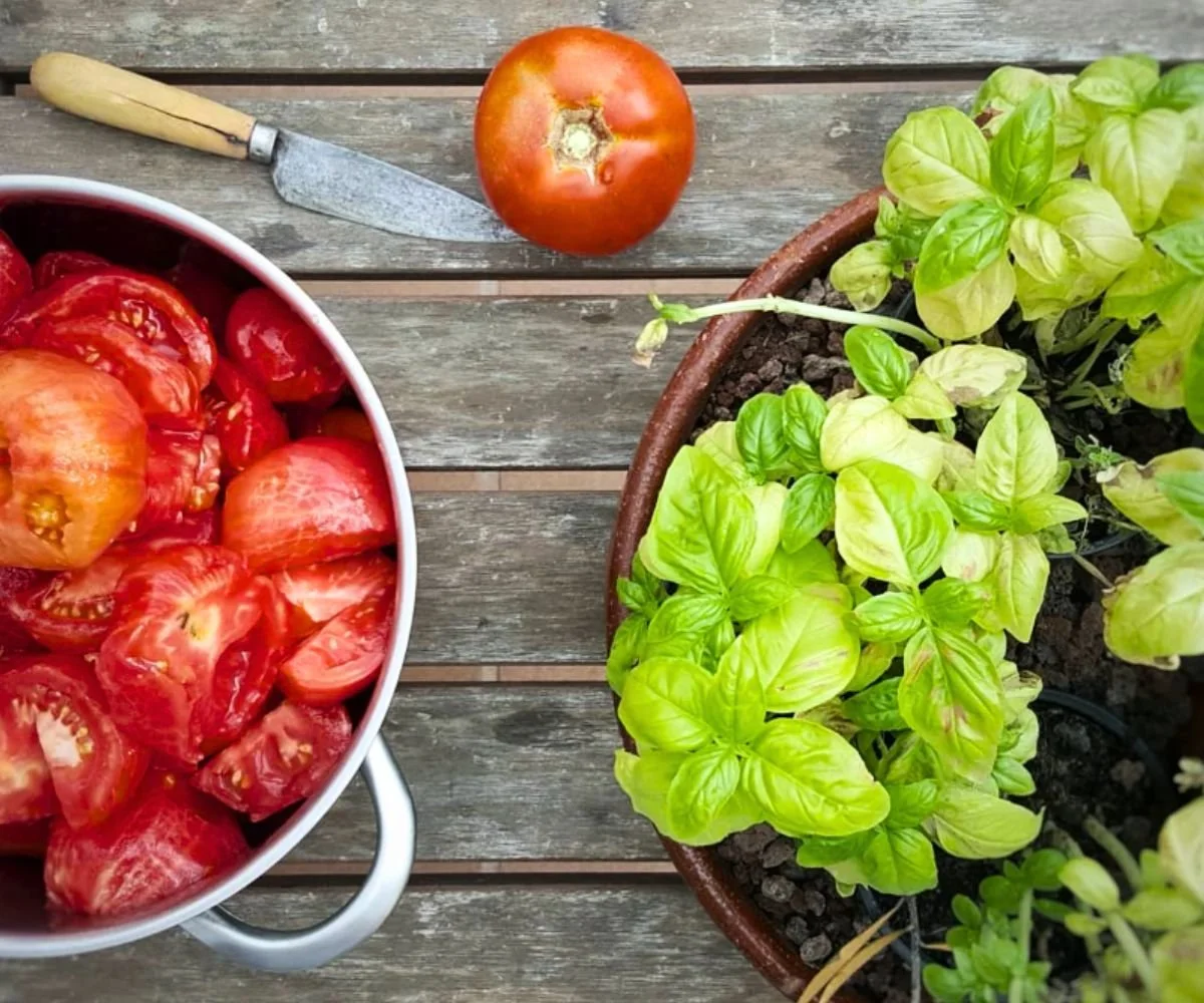 Recetas de Verano_Taller de Cocina Vegana_The Bean Consultancy