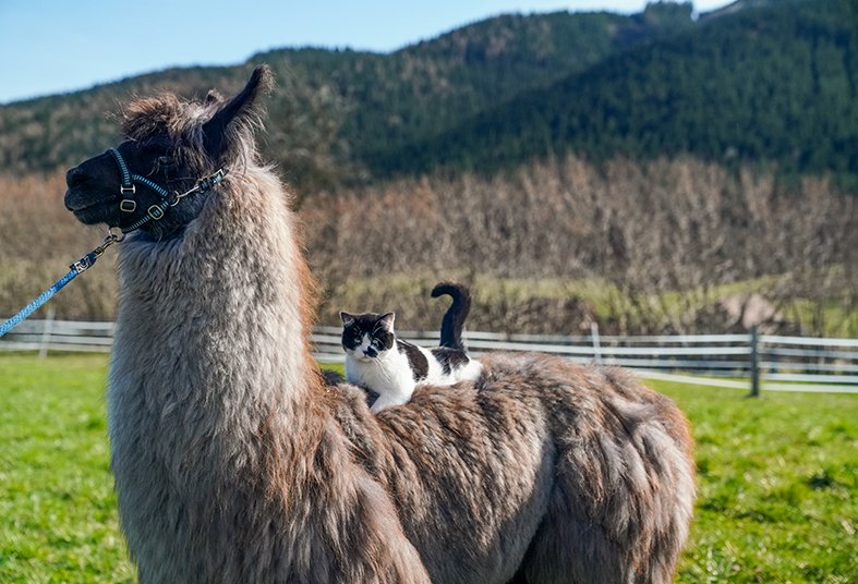 katze2.jpg