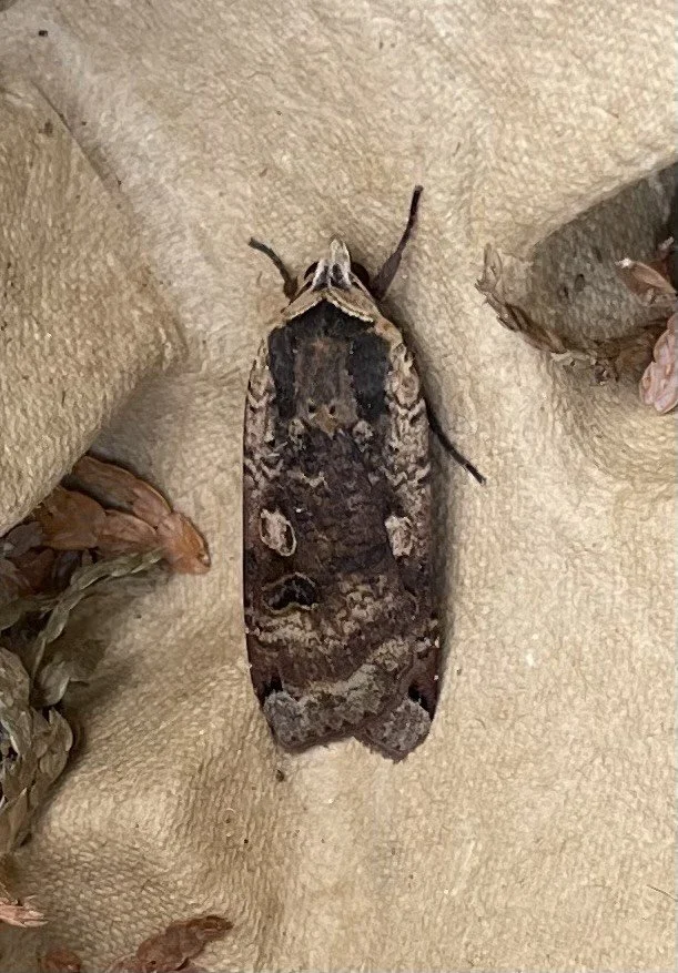 Large Yellow Underwing