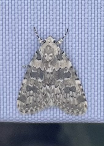 Marbled Beauty