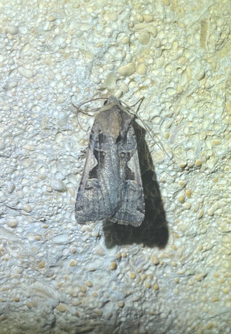 Setacious Hebrew Character