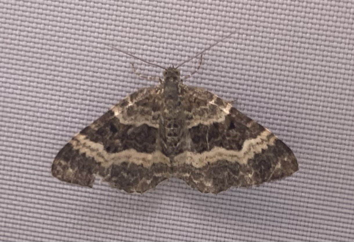 Common Carpet