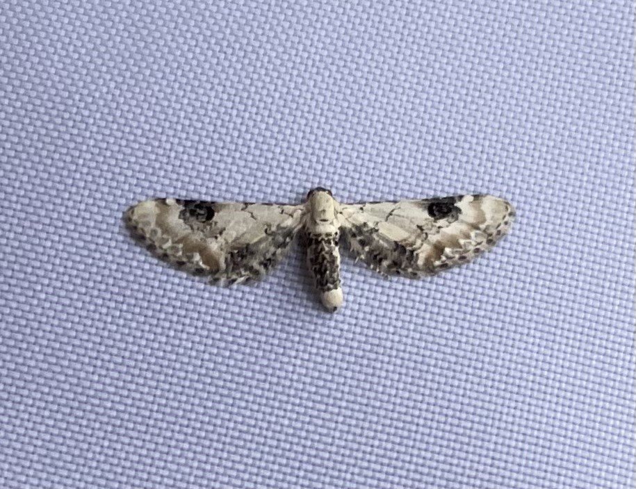 Lime-Speck Pug