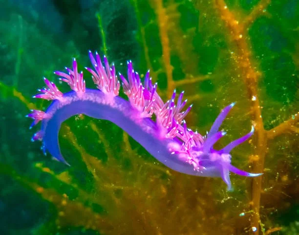 Flabellina Malta Stock 2.jpeg