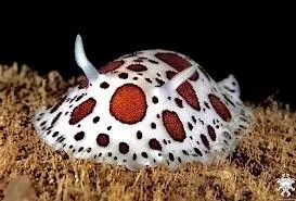 peltodoris atromaculata.jpeg