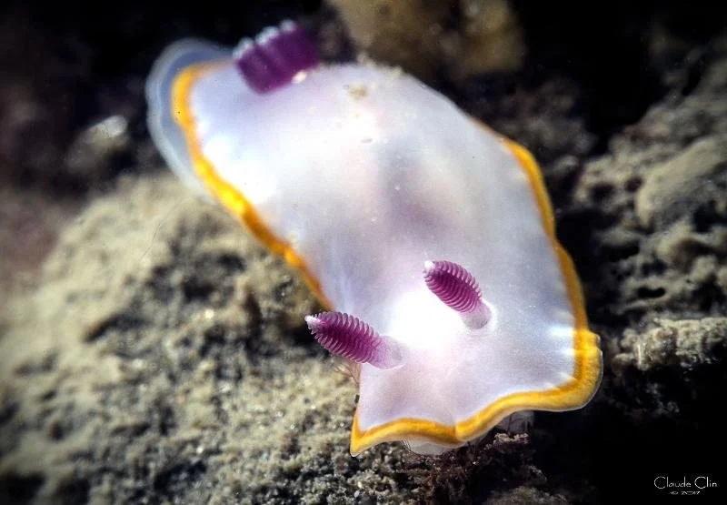 felmida purpurea.jpeg