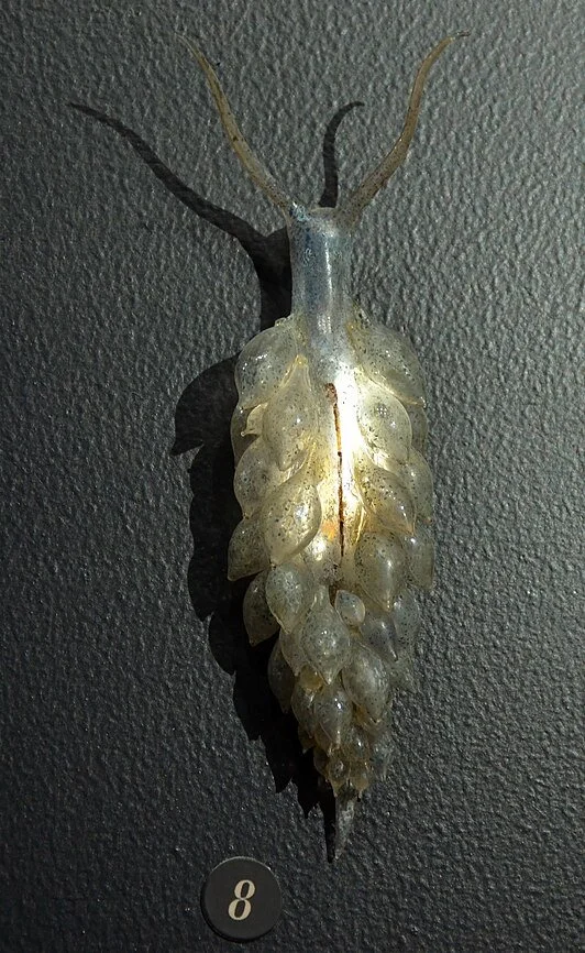 Museum_Histoire_Naturelle_Geneva_Blaschka_Ercolania_viridis_21102014.jpg