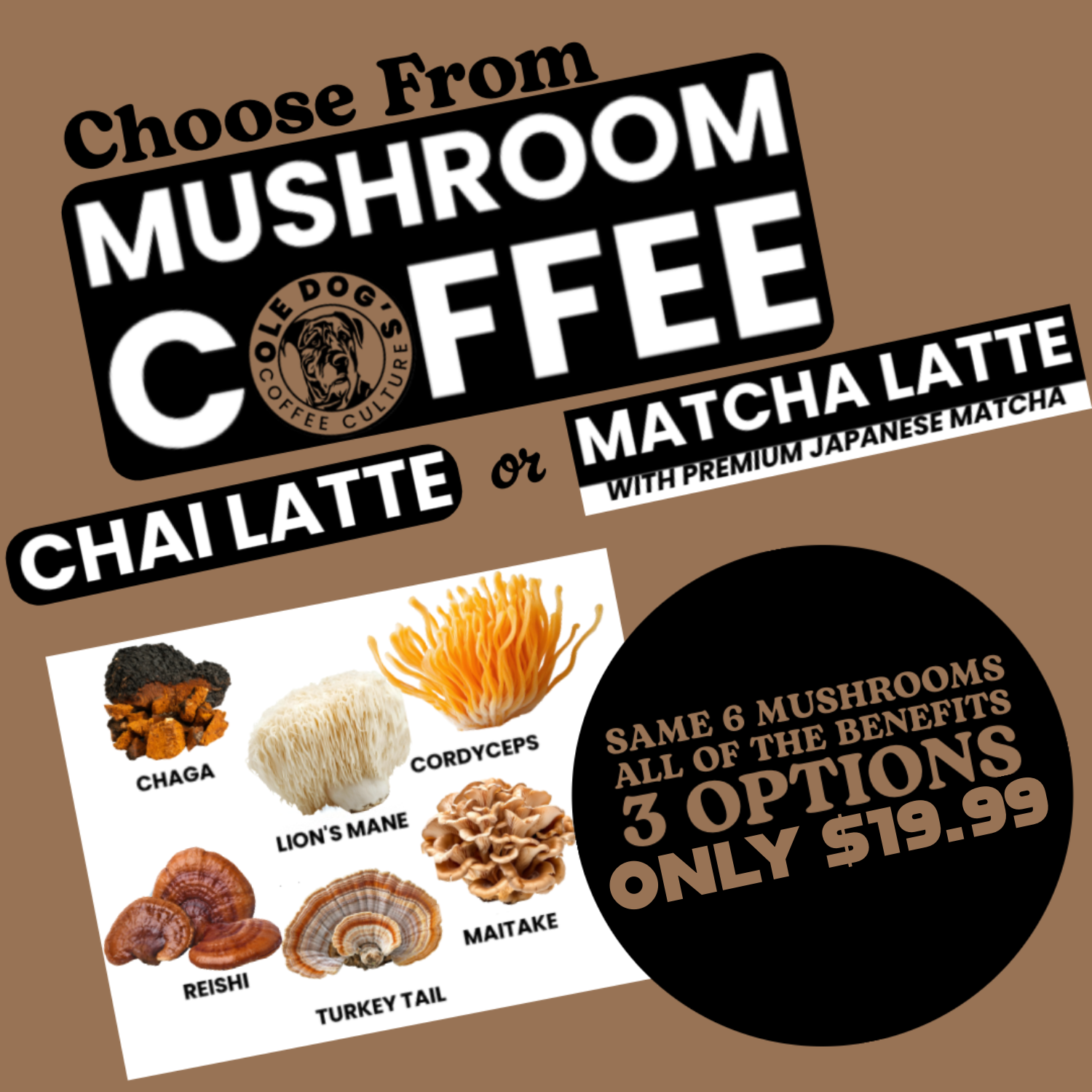 OLE DOG'S MUSHROOM VARIETIES (GYB)