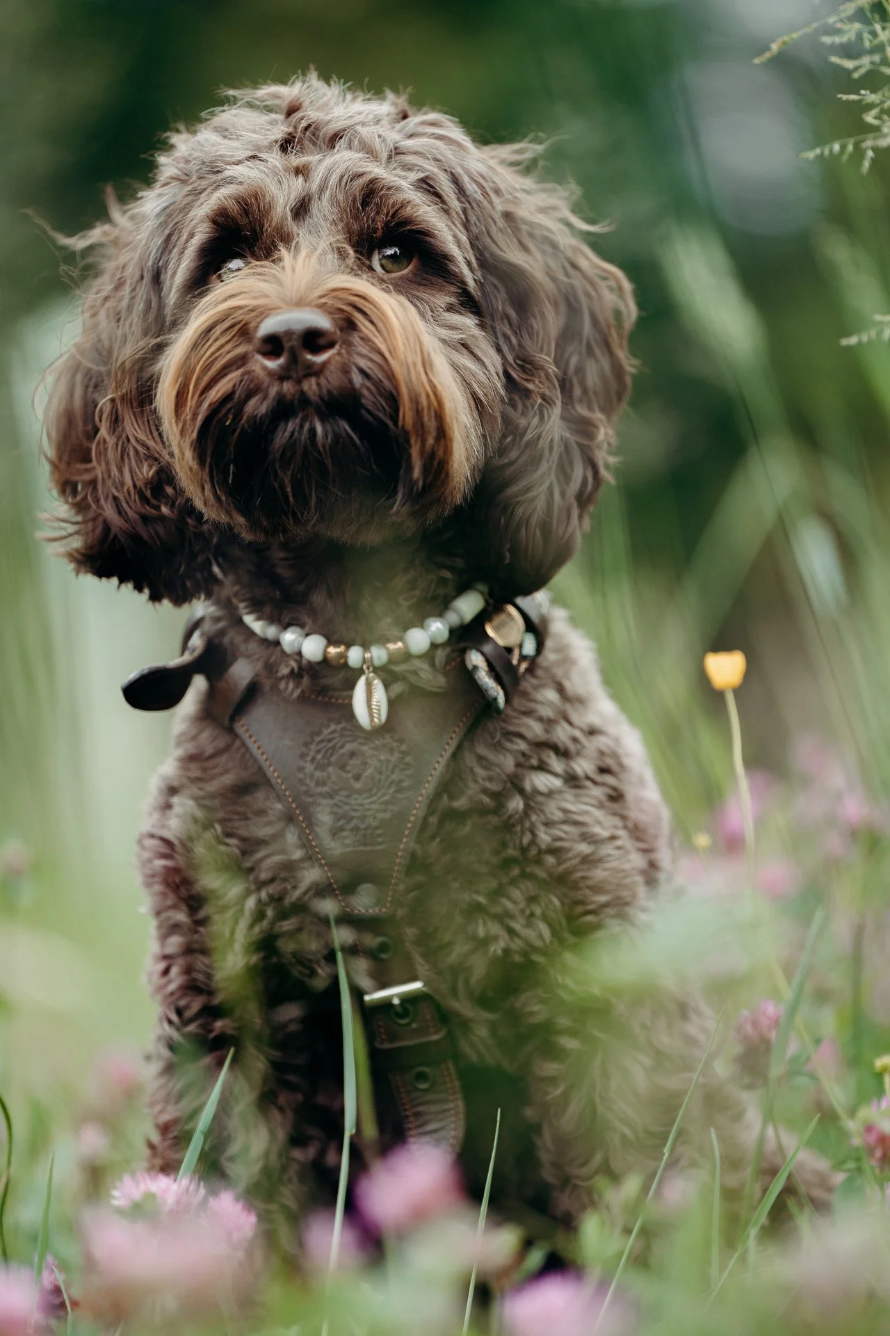 dog_13.jpg