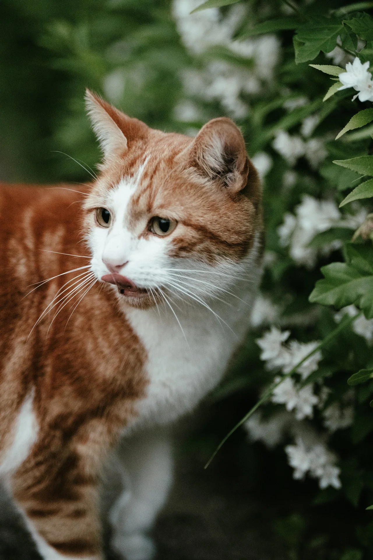 cats_12.jpg