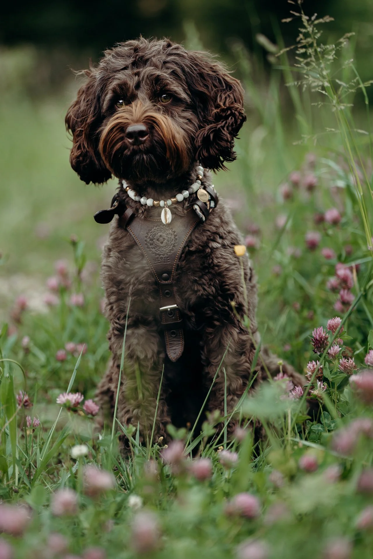 dog_16.jpg