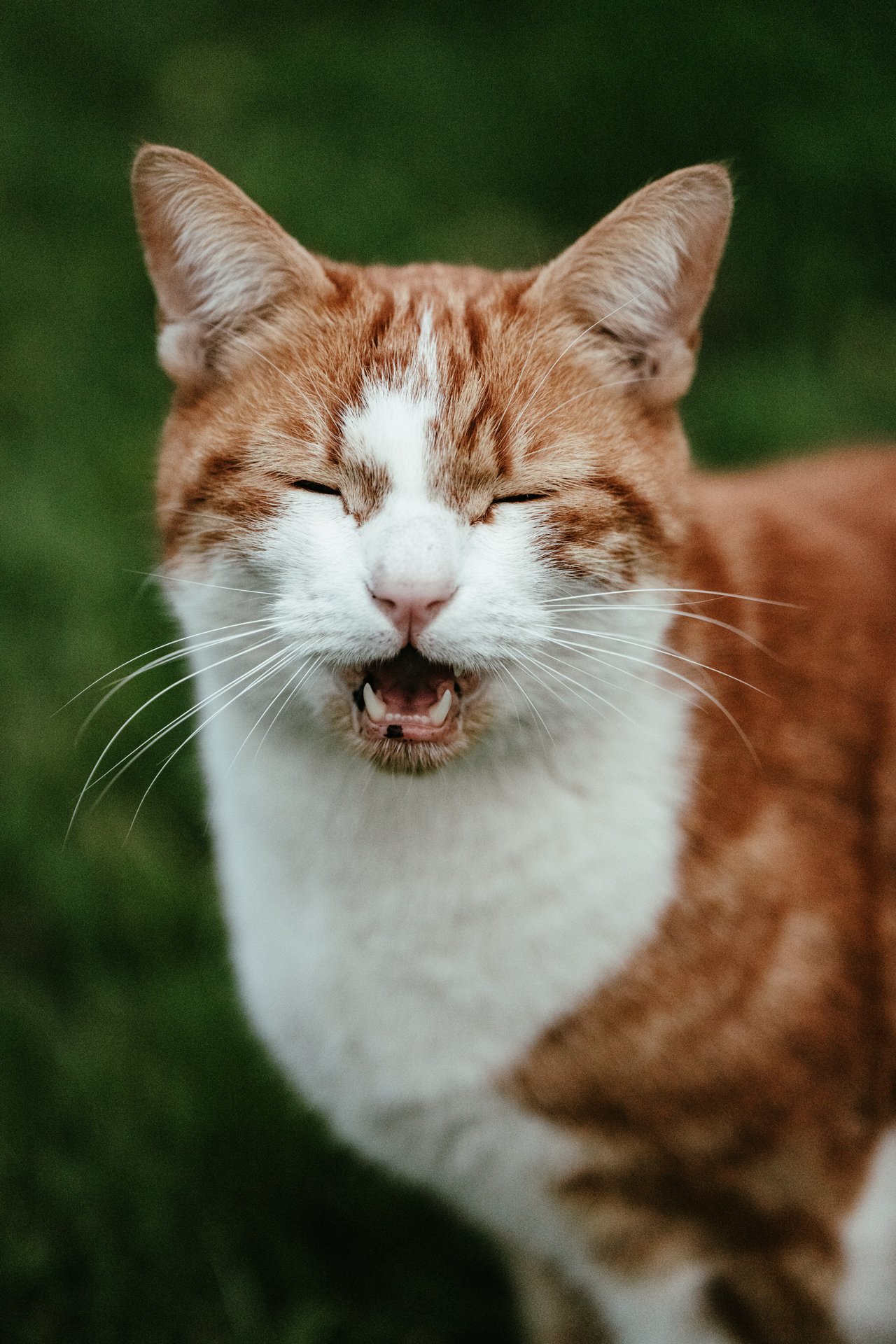 cats_13.jpg
