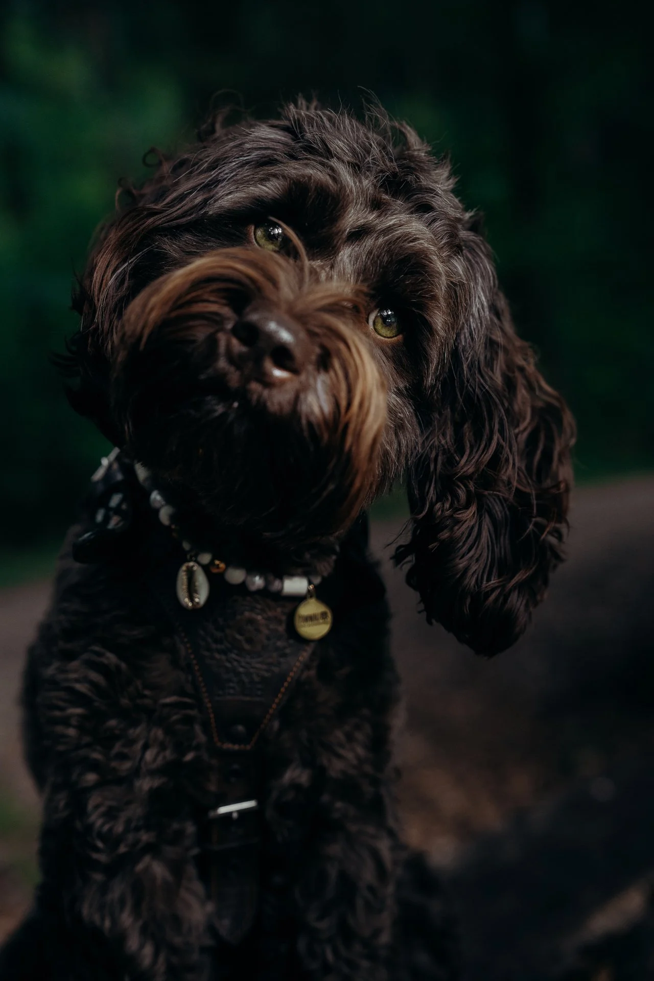 dog_11.jpg