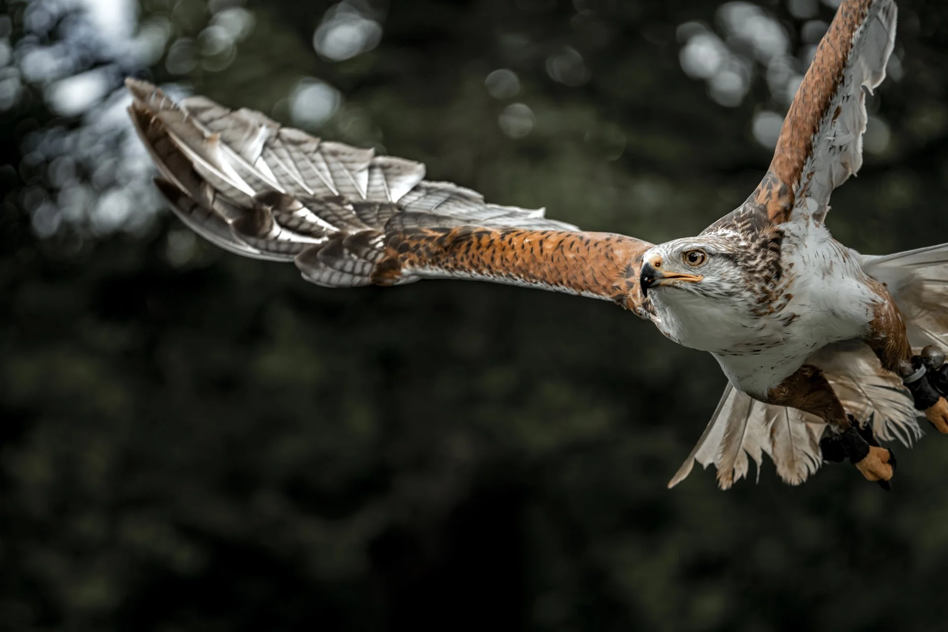 birds_24.jpg