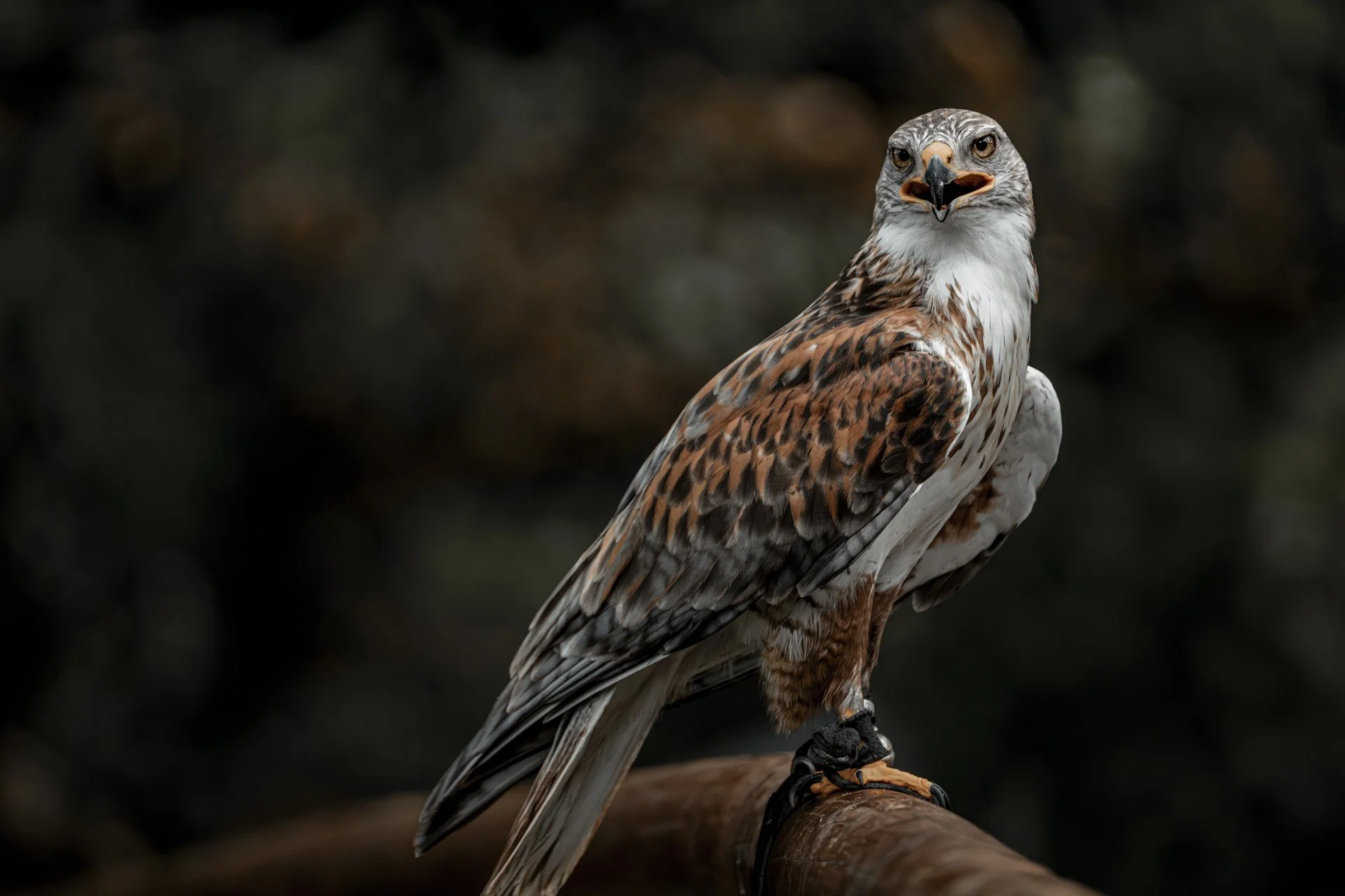 birds_25.jpg