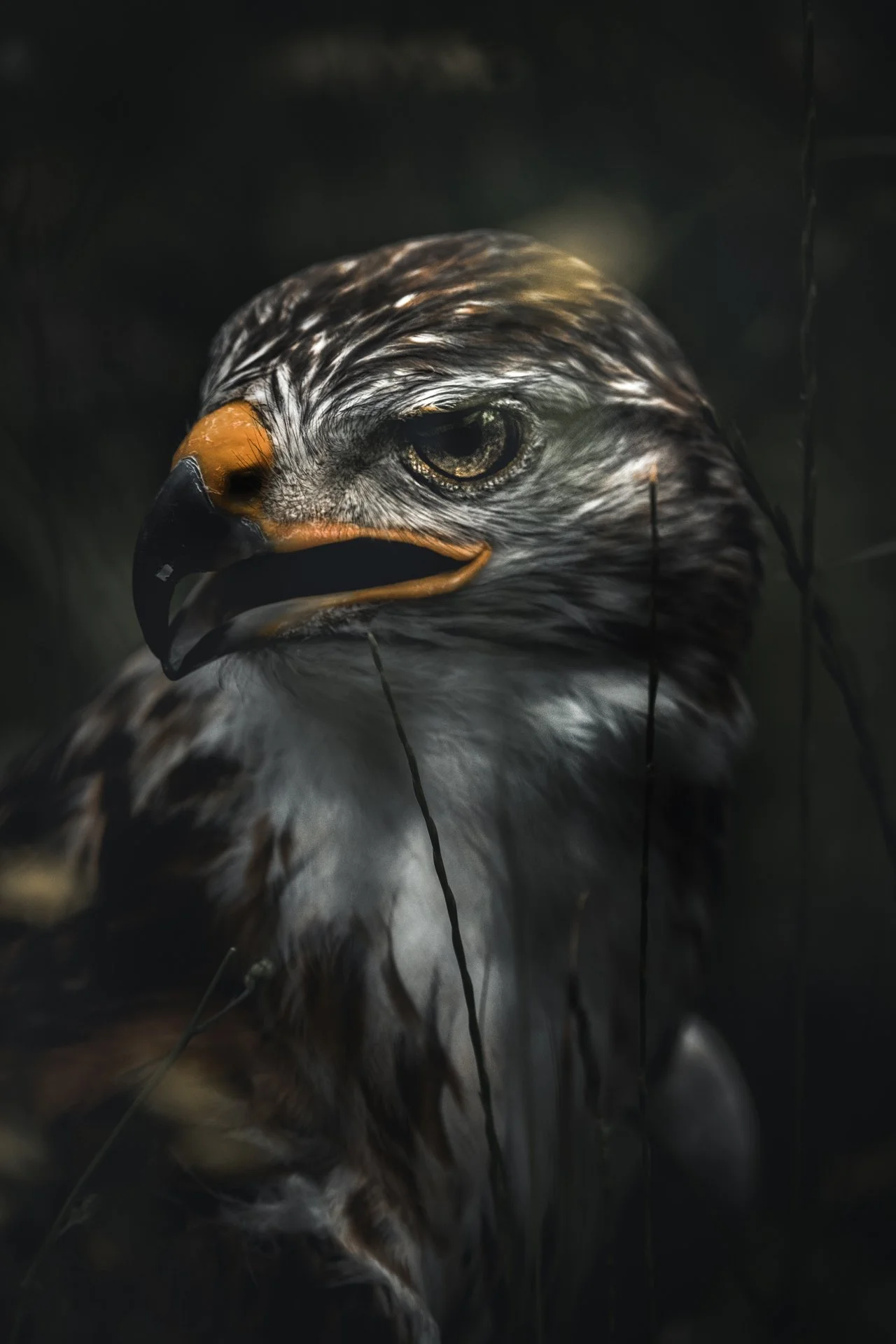 birds_23.jpg