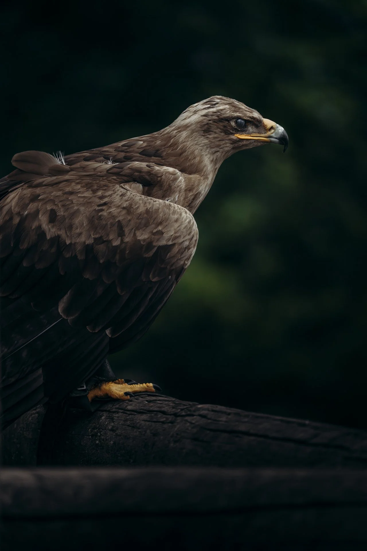 birds_26.jpg