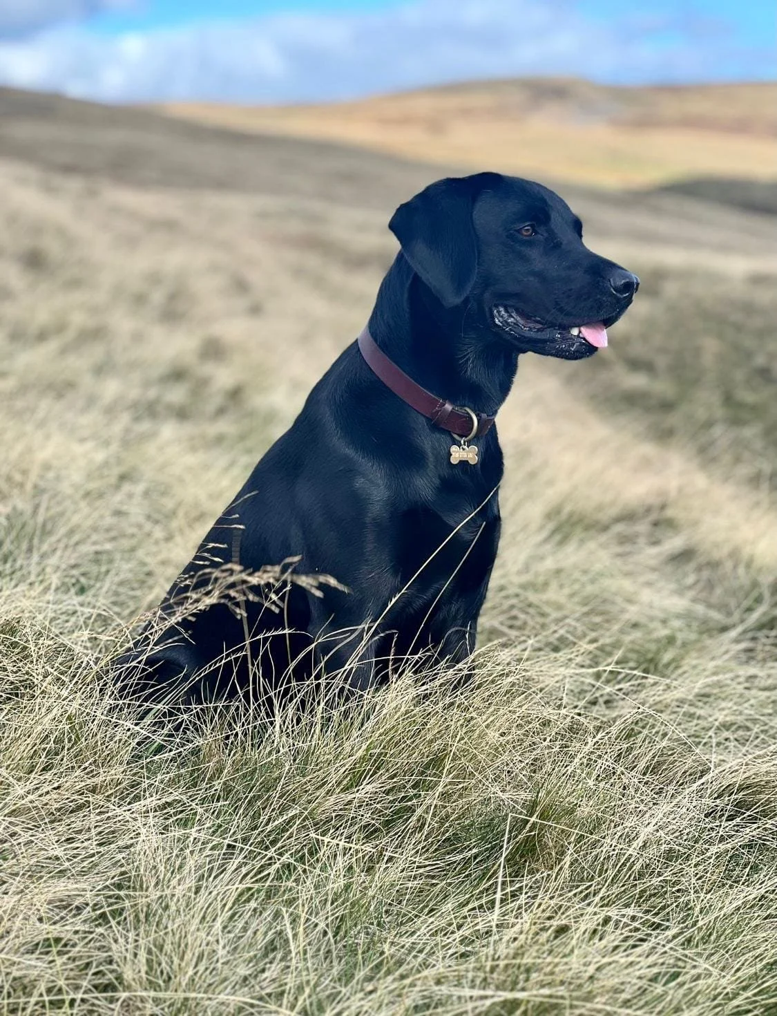 Chien noir assis dans de l'herbe dans un paysage naturel.