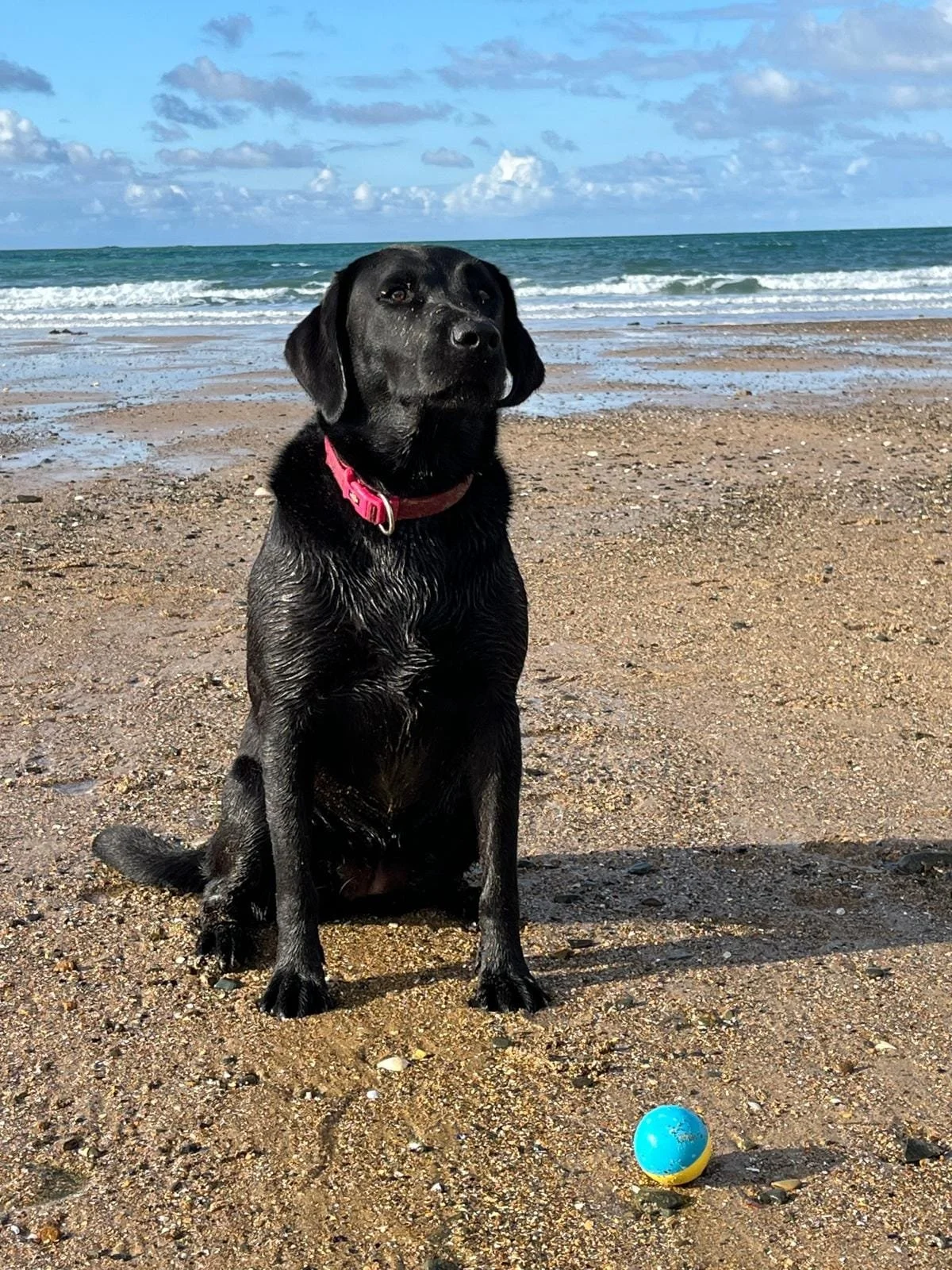 Un chien noir assis sur la plage avec une balle bleue devant lui, vue sur la mer et le ciel avec quelques nuages.