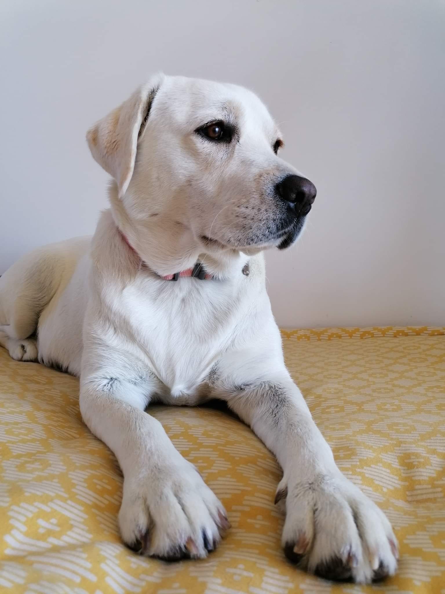 Un chien blanc à oreilles tombantes, allongé sur une surface jaune à motif, regardant vers la droite, près d'un mur blanc.