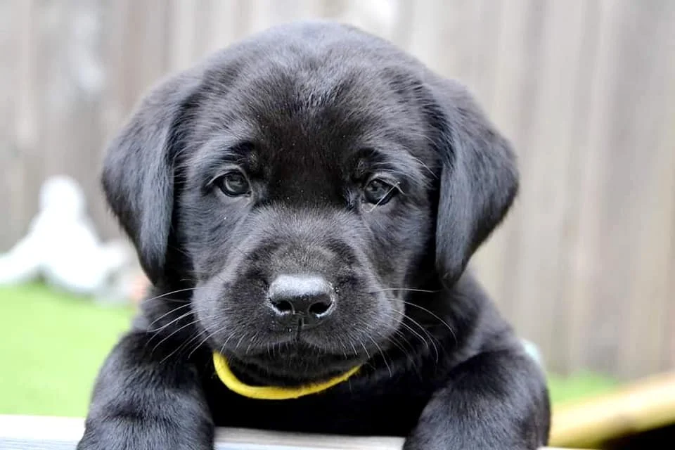 un chiot Labrador noir regarde l'objectif, fond flou de clôture en bois}