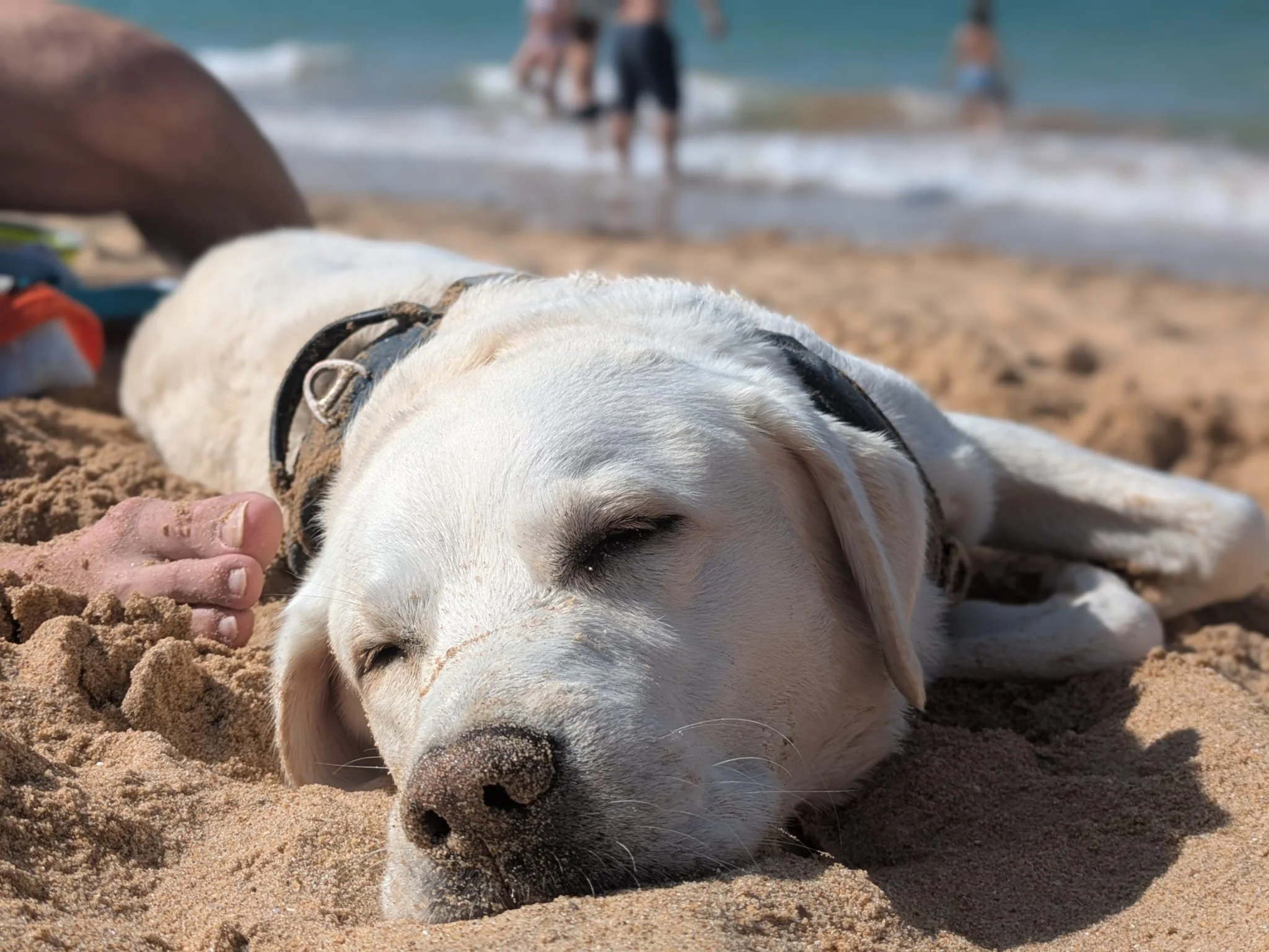 Un chien blanc allongé sur le sable d'une plage avec des personnes en arrière-plan dans l'eau.