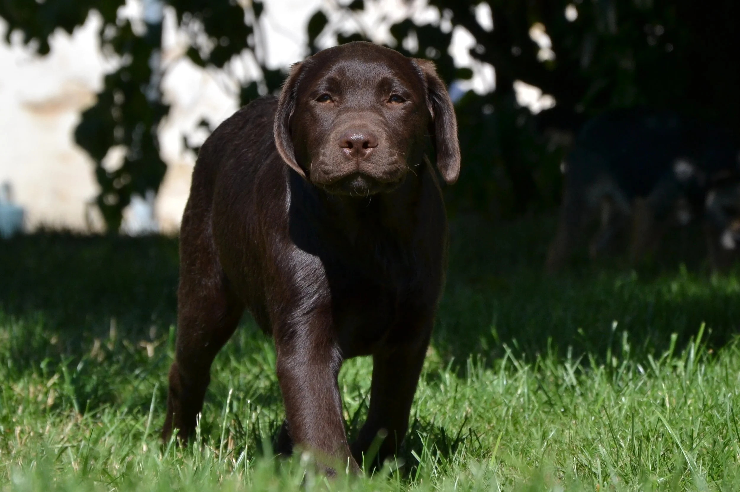 Chien Labrador chocolat debout sur de l'herbe dans un parc, avec des arbres en arrière-plan.