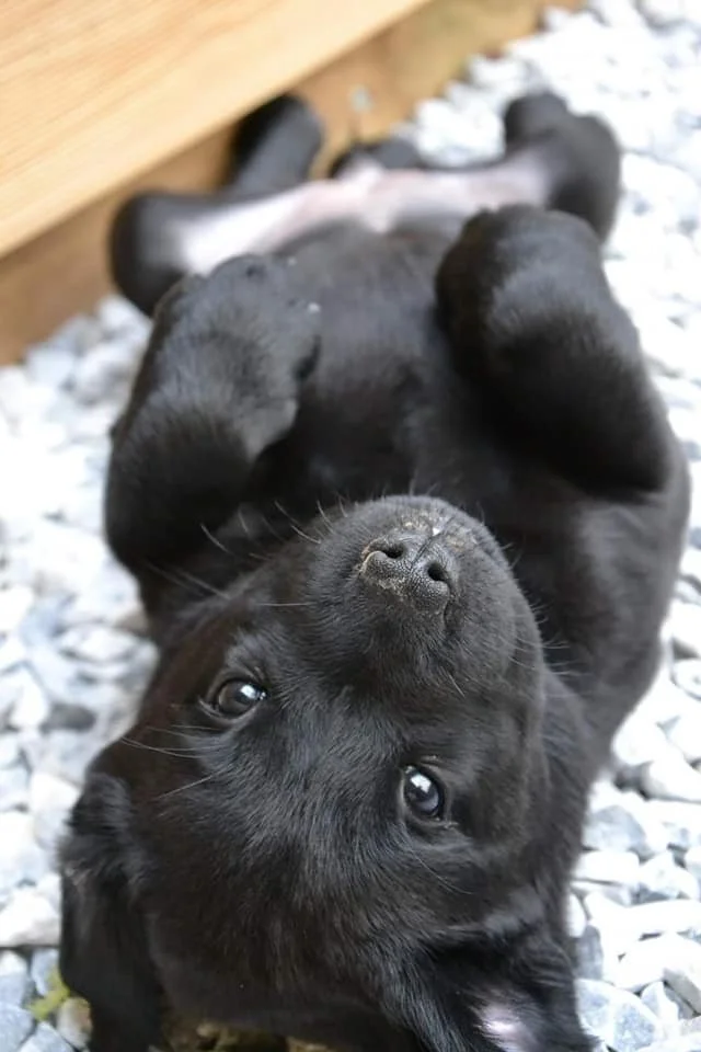 Chiot noir allongé sur le dos sur des cailloux, regardant vers la caméra.