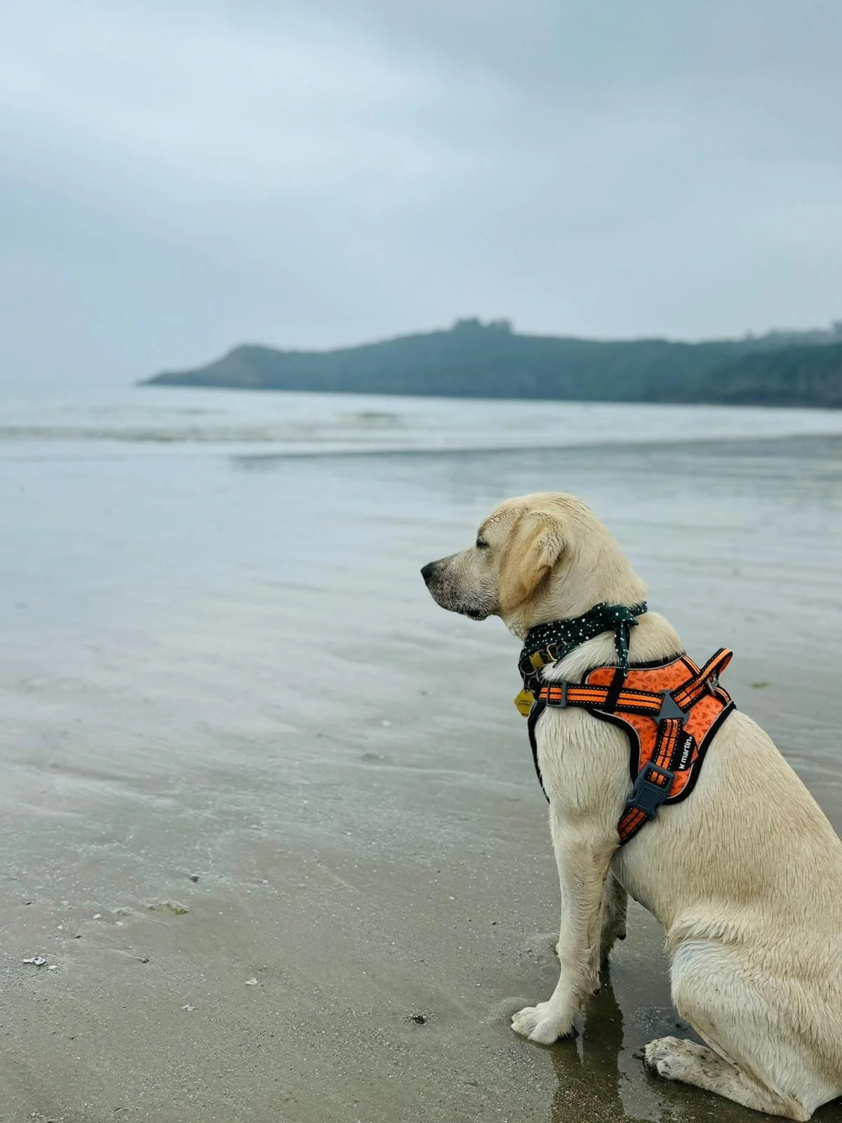 Un chiot de race Labrador beige assis sur la plage, regardant vers la mer avec un ciel nuageux en arrière-plan.
