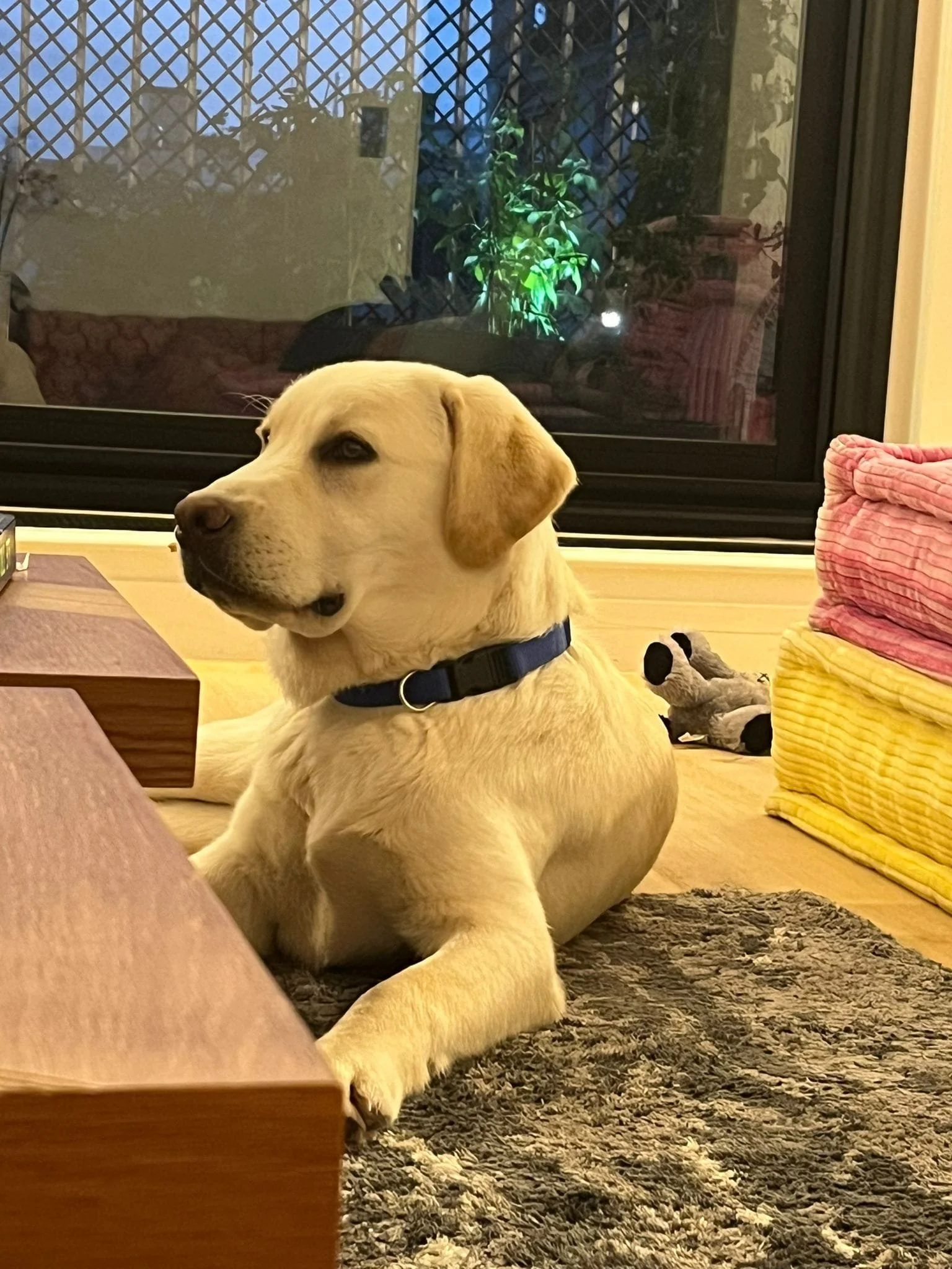 Un chien de race Labrador Retriever de couleur crème, portant un collier bleu, assis à l'intérieur près d'une fenêtre avec une vue sur un jardin lumineux, entouré de coussins colorés.