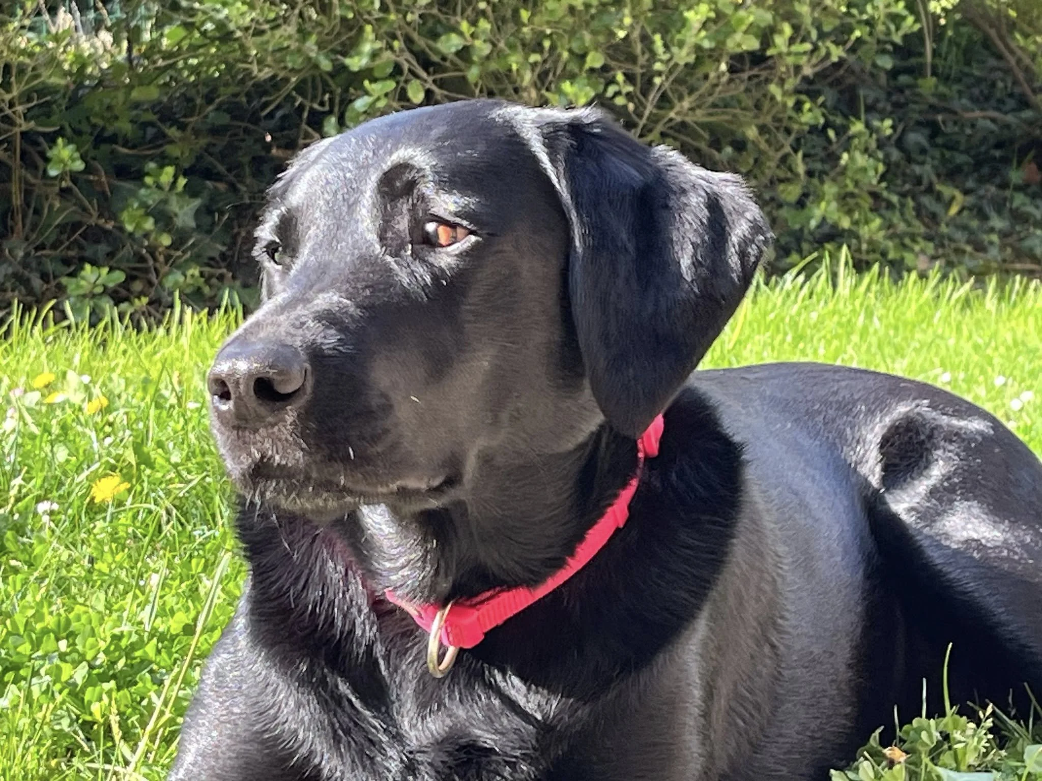 Un chien noir avec un collier rouge, allongé dans l'herbe verte en plein soleil, regardant vers la gauche.