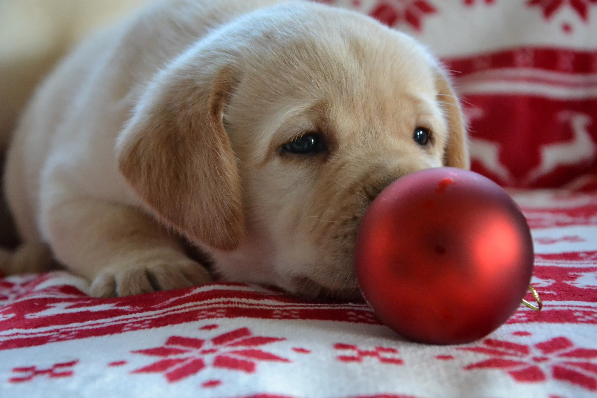 Un chiot labrador beige avec un seul œil ouvert, tenant une pomme rouge brillante dans sa gueule, allongé sur un tissu rouge et blanc à motif de flocons de neige.