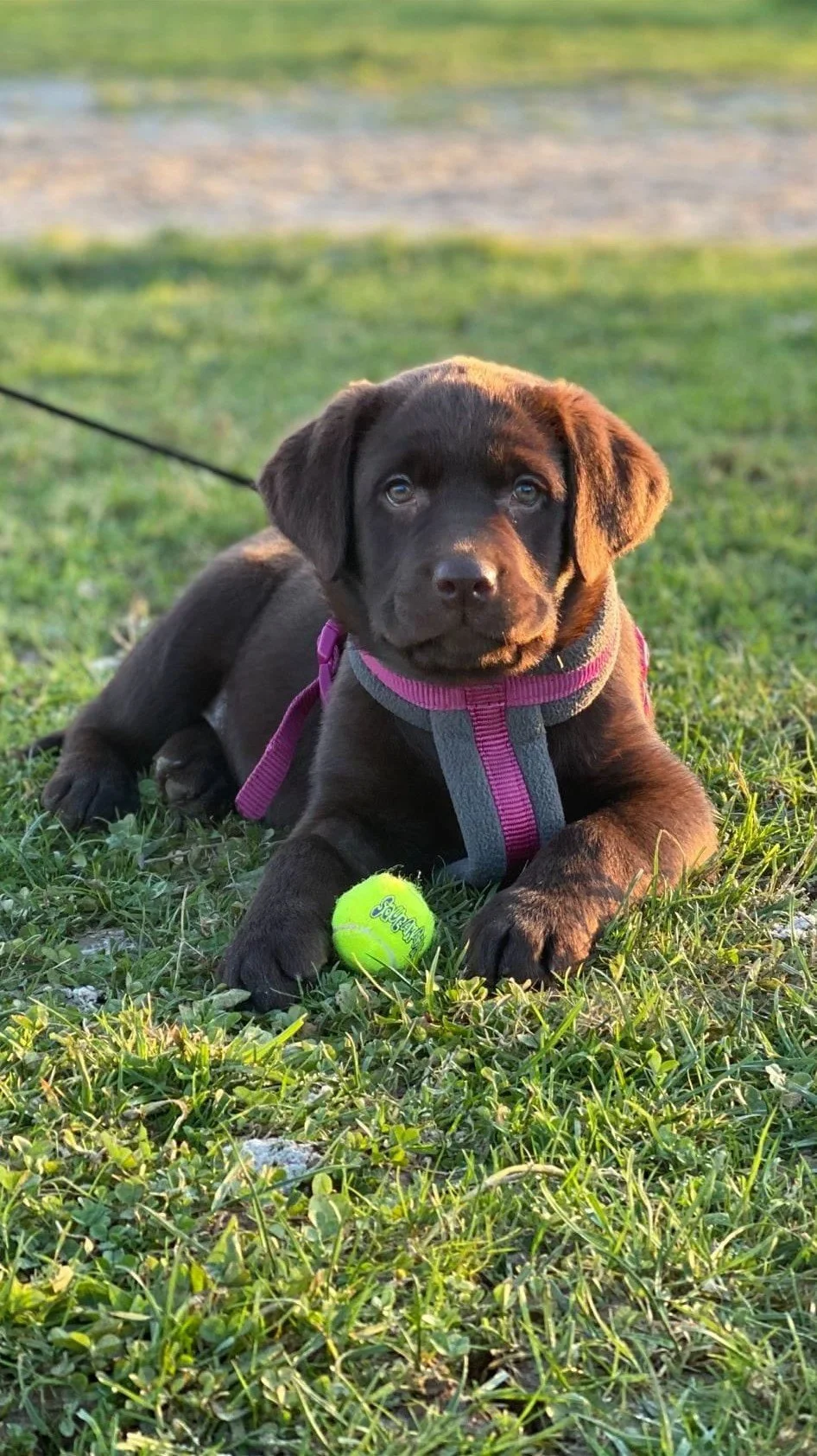 Chiot Labrador noir allongé sur l'herbe avec une balle de tennis verte