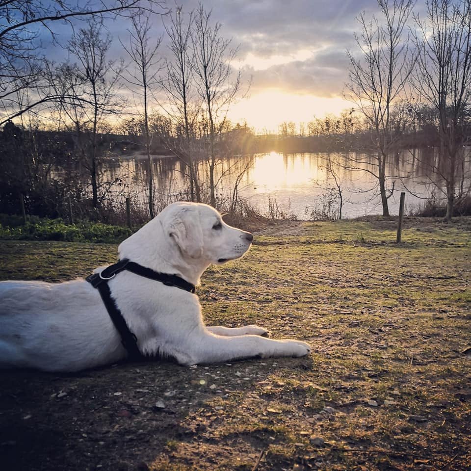 Un chien blanc allongé sur le sol près d'un lac au coucher du soleil avec des arbres dénudés en arrière-plan.