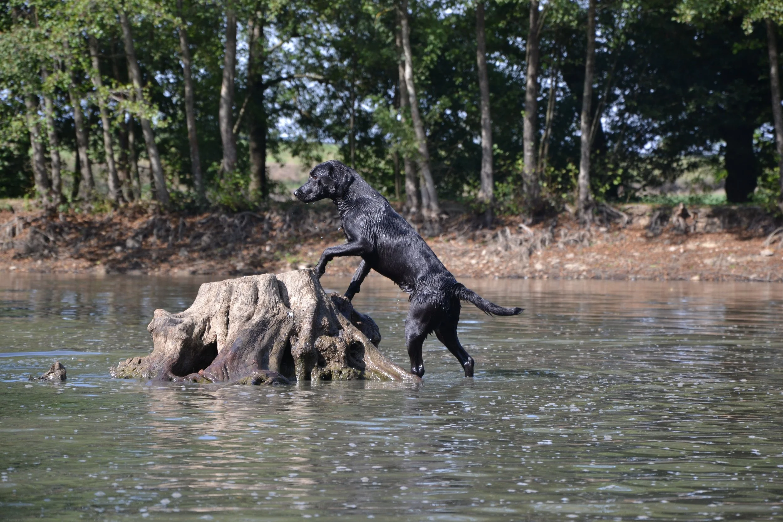 Un chien noir debout sur une souche dans l'eau, avec des arbres en arrière-plan.