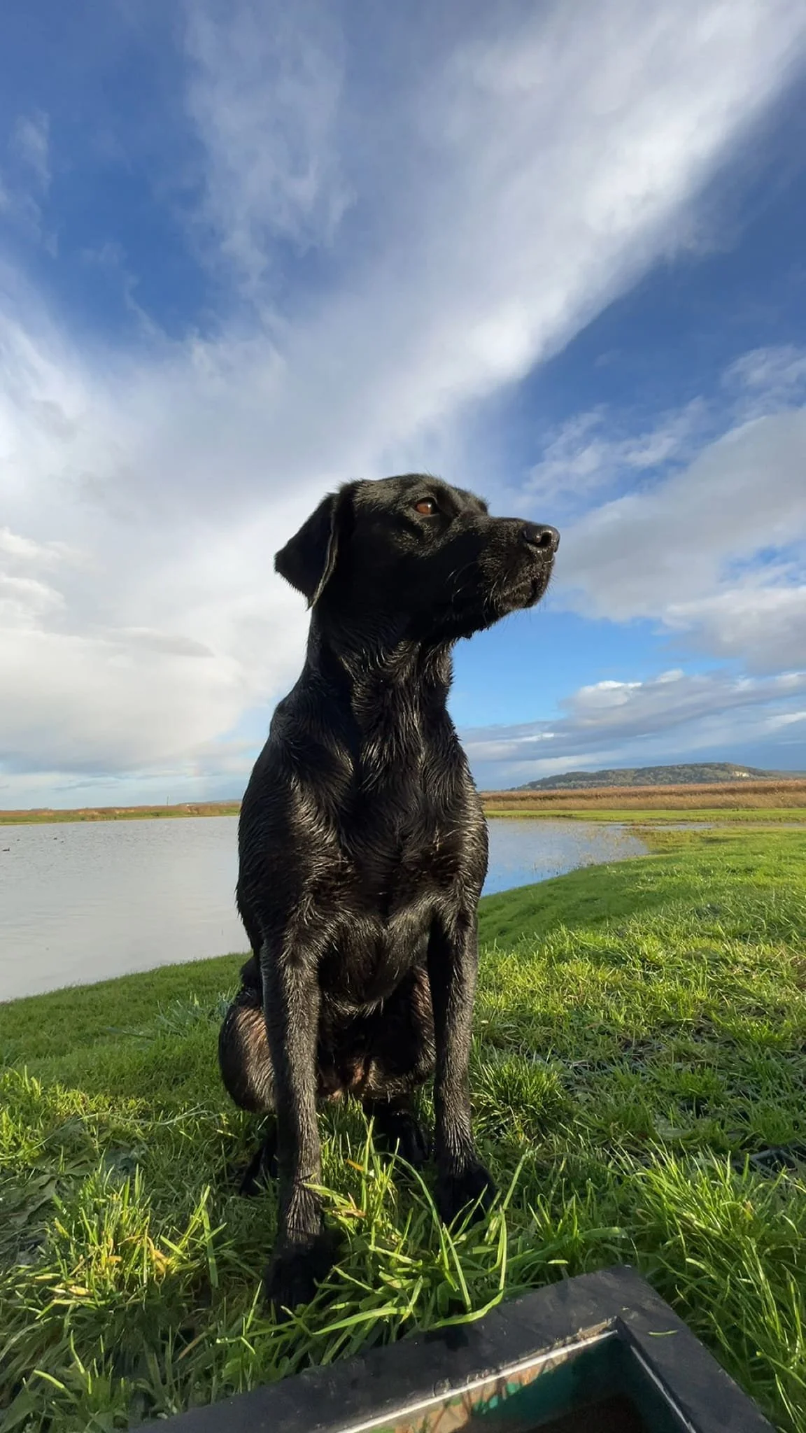 Un chien noir assis sur l'herbe près d'un lac, regardant vers la droite, avec un ciel nuageux en arrière-plan.