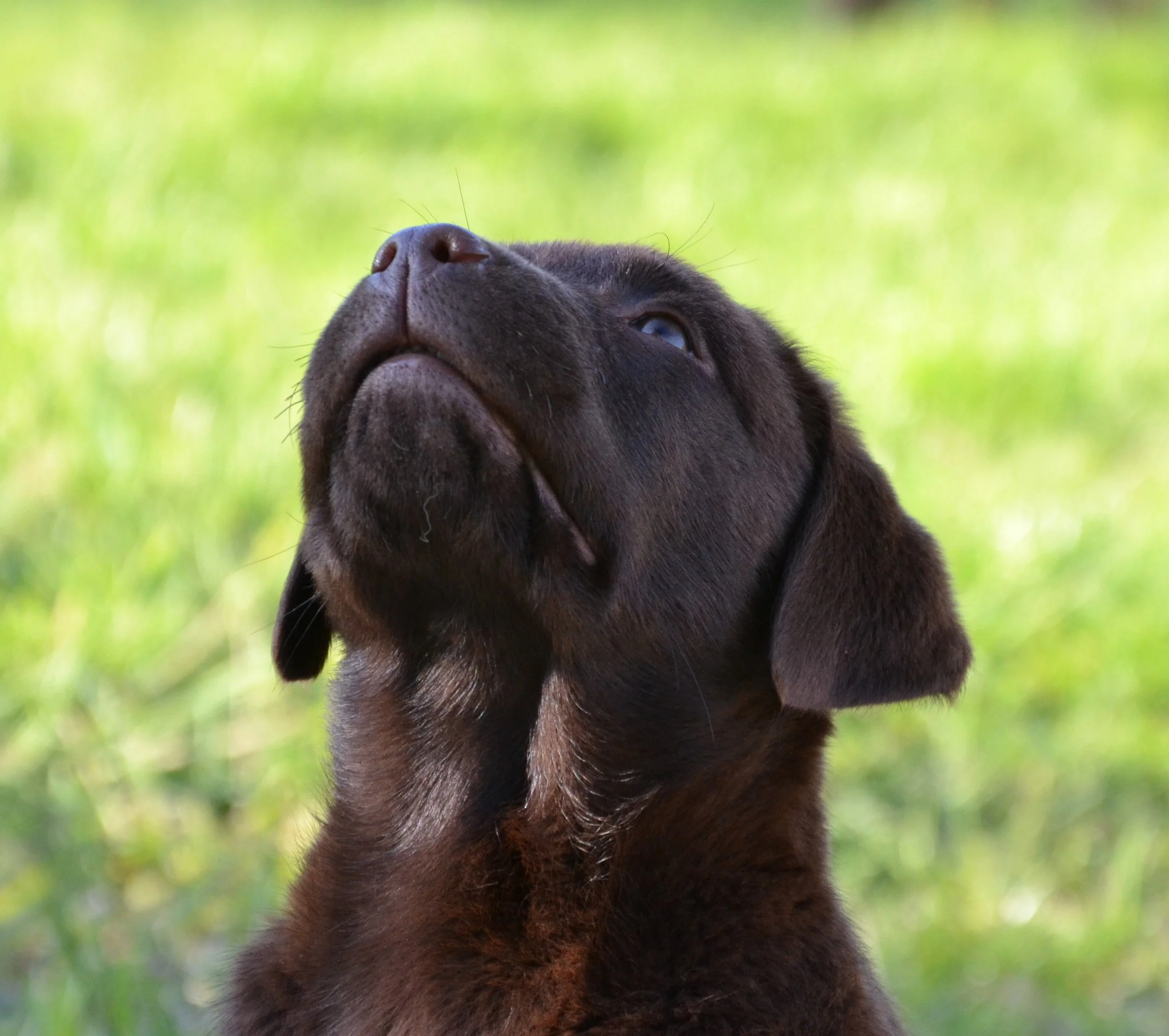 Un chiot noir regarde vers le haut dans un environnement verdoyant.