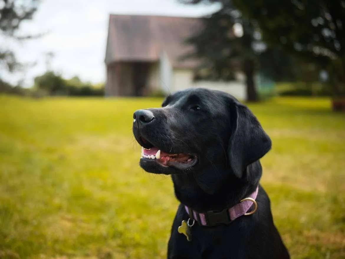 Un chien noir, probablement un labrador, assis dans un jardin vert avec une maison en arrière-plan.