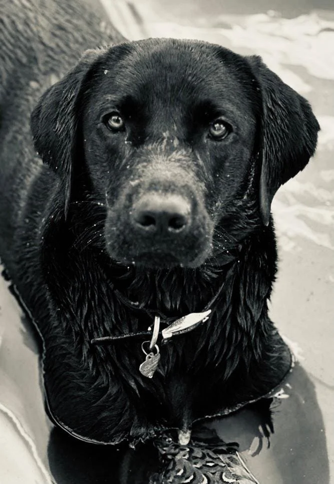 Un chien noir mouillé, probablement un Labrador, regarde fixement. Il est assis sur le sable ou une surface mouillée.